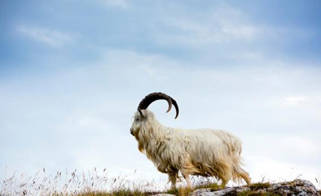 Cashmere-Goat
